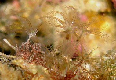 Ottocoralli molli: Cornularia cornucopiae